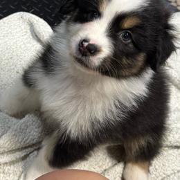 Tahm Kench (half tail) - Black tri-color male Australian Shepherd puppy in Jacksonville, Florida from Solace Australian Shepherds