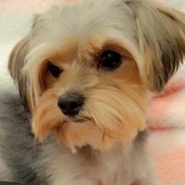 Cherry - Yorkshire Terrier