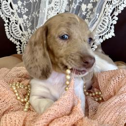 Dachshund Puppies from Snarky Doxy Miniature Dachshunds