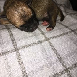 Dollie - Chihuahua puppy in Chesapeake, Virginia from Wonder Pups Chihuahuas