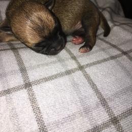 Dollie - Chihuahua puppy in Chesapeake, Virginia from Wonder Pups Chihuahuas