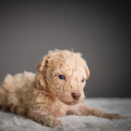 Buzz - Apricot male Schnoodle puppy in Caldwell, Idaho from Boise Doodle Co.