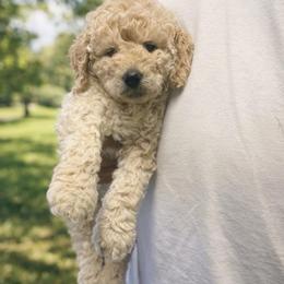Twix - Cream male Goldendoodle puppy in Richmond, Texas from Harper’s Heartbeats