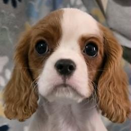 Cavalier King Charles Spaniel puppies from Comforting Cavaliers