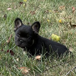 French Bulldog Puppies from Christie's Frenchies