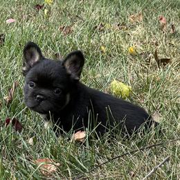 French Bulldog Puppies from Christie's Frenchies
