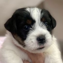 Russell Terriers from Hunt Valley Russell Terriers