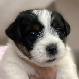Russell Terriers from Hunt Valley Russell Terriers