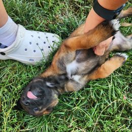 Belgian Malinois and Labrador Retriever Puppies from Wings of Freedom Retrievers and Malinois