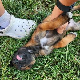 Belgian Malinois and Labrador Retriever Puppies from Wings of Freedom Retrievers and Malinois