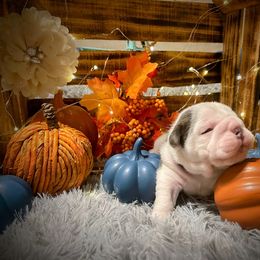Bulldog Puppies from Burrell’s Bulldog Kingdom