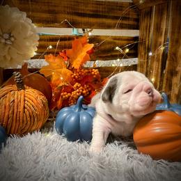 Bulldog Puppies from Burrell’s Bulldog Kingdom