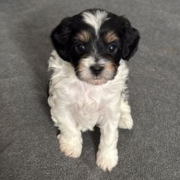 Juliette - Cavapoo puppy from Palmetto Companion Puppies