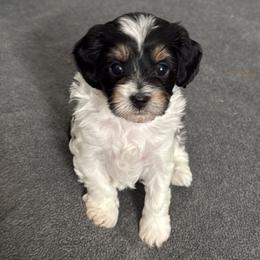 Juliette - Cavapoo puppy from Palmetto Companion Puppies