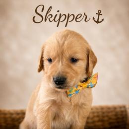 Skipper - Golden male Golden Retriever puppy in San Bernardino, California from Thegoldendreams1