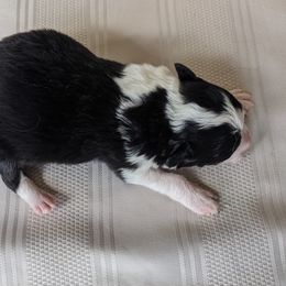 Border Collie Puppies from Sarah M Kwilinski