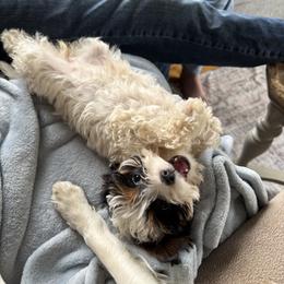 Cavapoo Puppies from Buttercup Doodles