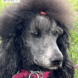Shiny - Poodle