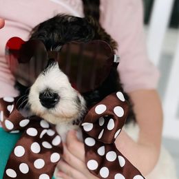 Goldendoodle Puppies from Thompson Creek Doodles