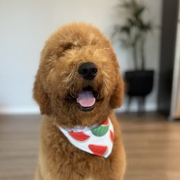 Goldendoodle All Grown Up from Dawnie’s Doodles