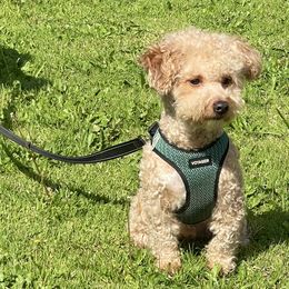 Goldendoodles from Denahills