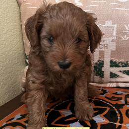 Yellow collar - Red  male Goldendoodle puppy in Fairfield, California from Twin Sisters Doodles