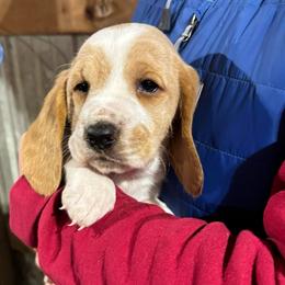 Girl 1 - Lemon and white female Basset Hound puppy in Noblesville, Indiana from Russell Bassets