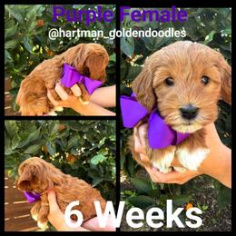 Purple - Red  female Goldendoodle puppy in Upland, California from Hartman Goldendoodles