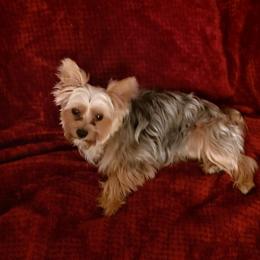 Misty - Yorkshire Terrier