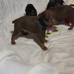 Blue collar boy - Red and rust male Doberman Pinscher puppy in Santa Clarita, California from Riviera Dobermans