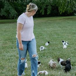 Cockapoos from Diamond K