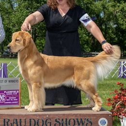 Piper - Golden Retriever