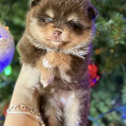 Ginger snap - Chocolate and tan female Pomeranian puppy in Kilgore, Texas from 5 Star Poms