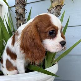Louie - Blenheim male Cavalier King Charles Spaniel puppy in Encinitas, California from Seaside Cavaliers