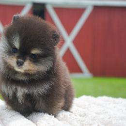 Spike - Black and tan male Pomeranian puppy in Bethel, Ohio from J&A Poms