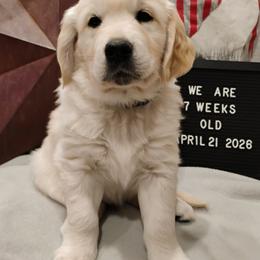 Green collar boy - Light golden male Golden Retriever puppy in Rochester, Washington from Grand Mound Goldens