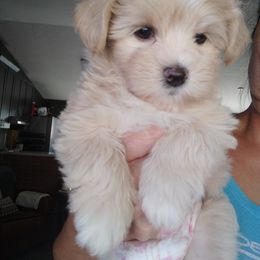 Penne - Cream female Havanese puppy in New Castle, Colorado from Havanese Havaton Pups
