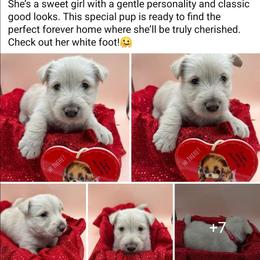 Regan - Wheaten female Scottish Terrier puppy in Crossville, Tennessee from Cavern Kennels
