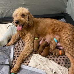 Goldendoodles from Waiting For Your Doodle