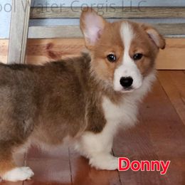 Donny - Red Pembroke Welsh Corgi puppy in Kiowa, Colorado from Cool Water Corgis LLC