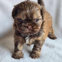 Augustus May - Liver male Shih Tzu puppy in Jenks, Oklahoma from Northstar Shih Tzu