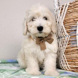 Hero - Cream female Goldendoodle puppy in Temecula, California from Oodles O'Doodles