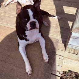Winnie - Boston Terrier