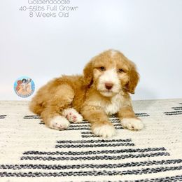 Sage - Apricot male Goldendoodle puppy in Southwest Ranches, Florida from Dandy Doodle Ranch