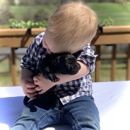 German Shepherd and Labrador Retriever Puppies from DogSmith Purebreds