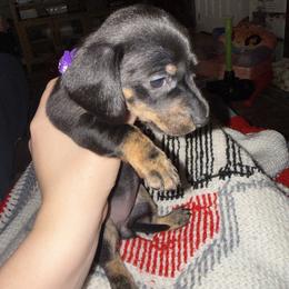 Dachshund Puppies from G&B Dachshunds
