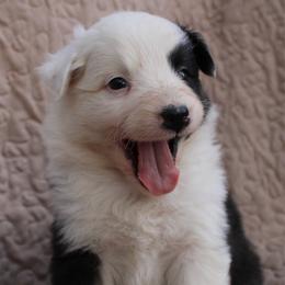 Pringles - Black tri-color female Australian Shepherd puppy in Laurel, Mississippi from Reeves Australian Shepherds