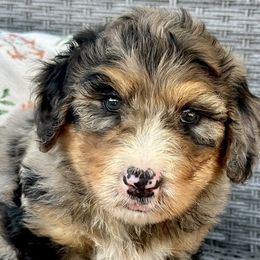 Romeo - Merle male Bernedoodle puppy in Olive Hill, Kentucky from Mountain Valley Bernedoodles