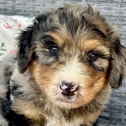 Romeo - Merle male Bernedoodle puppy in Olive Hill, Kentucky from Mountain Valley Bernedoodles