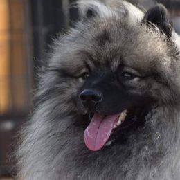Finn - Keeshond